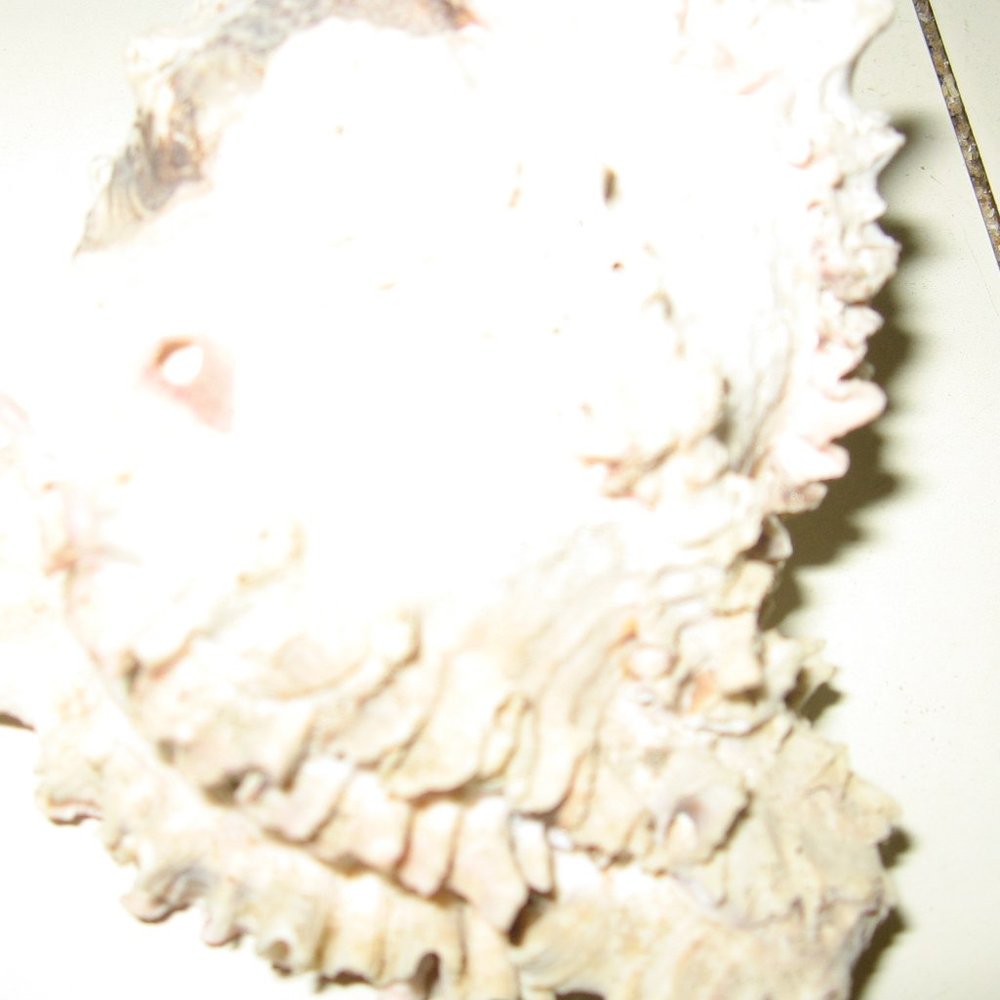 sea shell